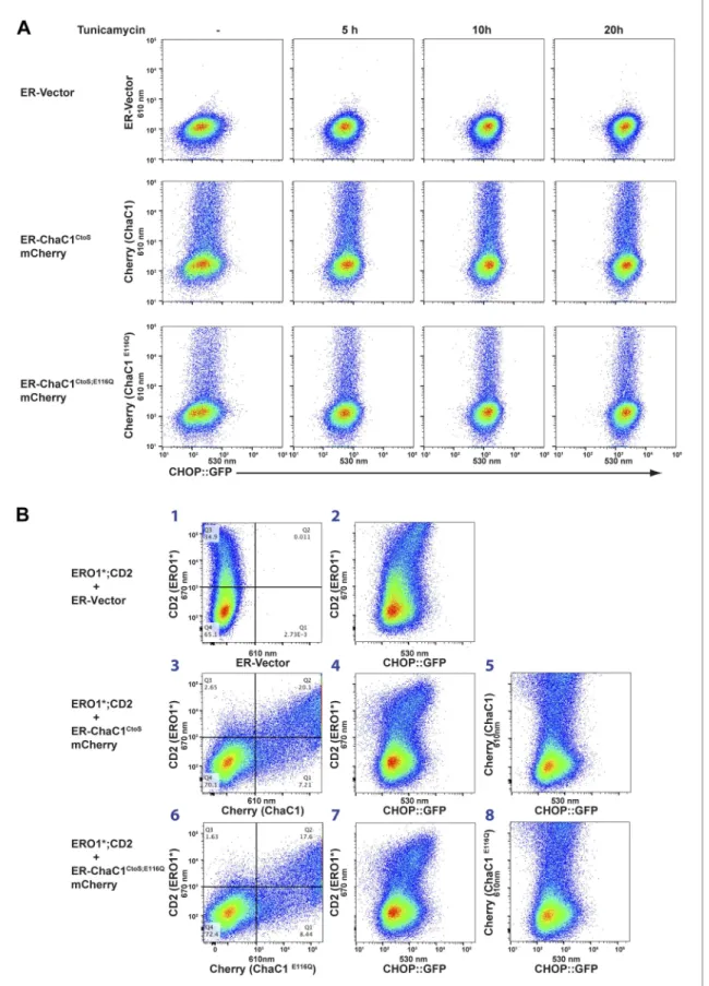 Figure 6. Activity of the unfolded protein response (UPR) is unaffected by depletion of ER glutathione