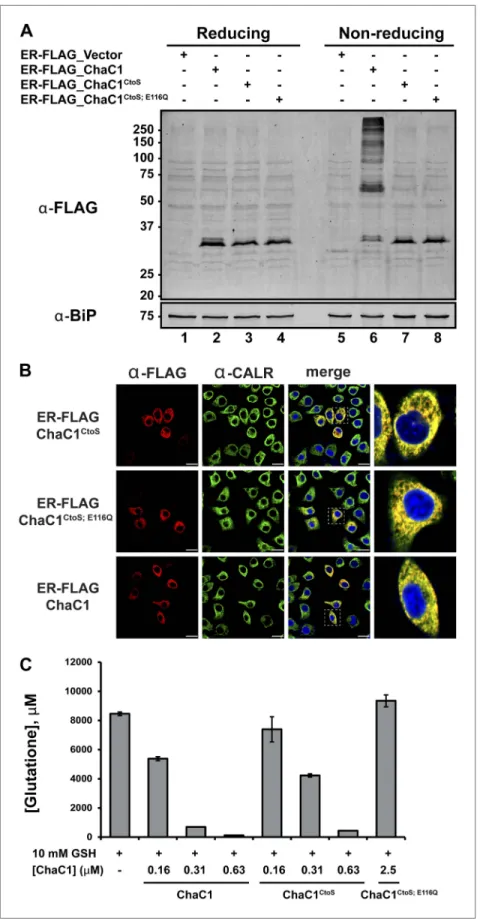 Figure 2. Cysteine-free ChaC1 is an active enzyme that can be targeted to the endoplasmic-reticulum