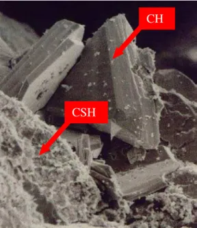Figura 2.1  –  Micrografia eletrônica de varredura de cristais maciços de hidróxido de cálcio e de cristais  fibrosos de silicato de cálcio hidratado