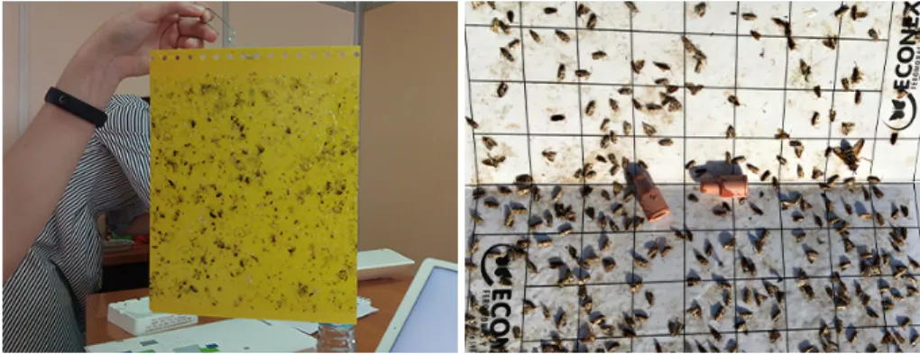 Figure 4.8: Two types of traps: Yellow sticky trap and Pheromone trap