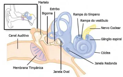 Figura 6. Membrana timpânica, sistema ossicular do ouvido médio e ouvido interno 