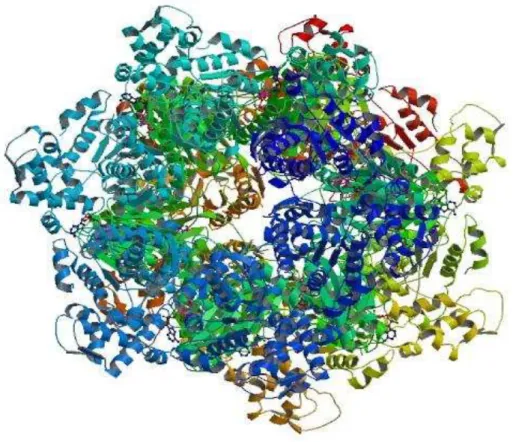 Figura 2: Complexo Protease-Chaperona - PDB: 13GI 