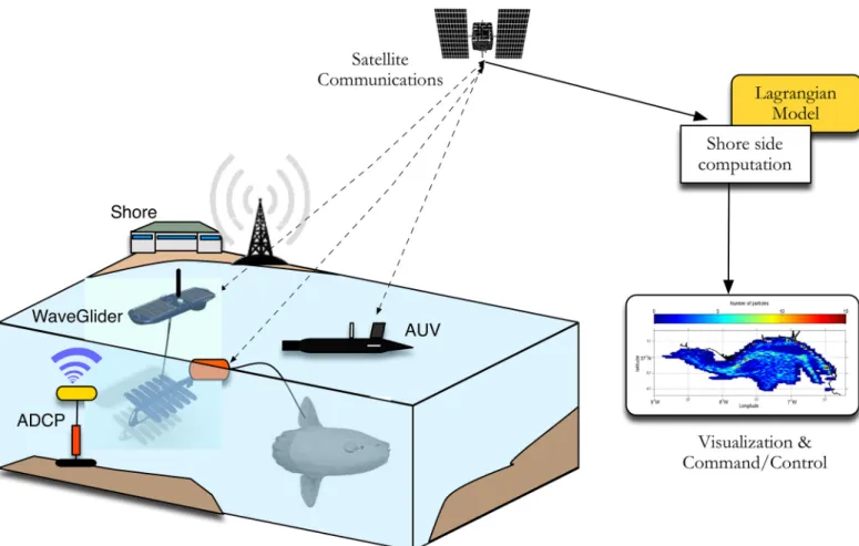 Fig 1. Schematic experiment diagram with tagged sunfish, ADCP (Acoustic Doppler Current Profiler), the WaveGlider ASV (Autonomous Surface Vehicle) and AUV (Autonomous Underwater Vehicle).