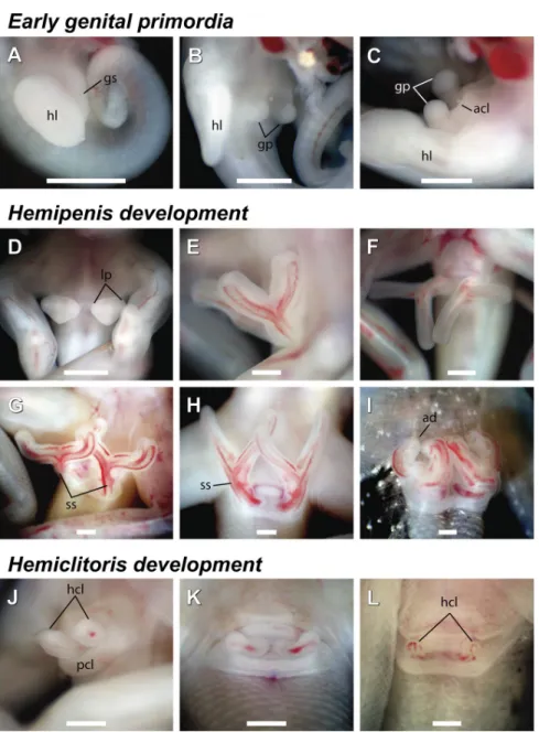 Fig 1. Genital development of Tropidurus torquatus. A, stage 29; B, stage 33; C, stage 34; D; stage 35; E, early stage 38; F, late stage 38; G, early stage 39; H, late stage 39; I, stage 40; J, late stage 37; K, stage 39; L, stage 40