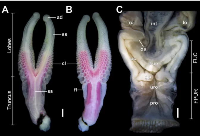 Fig 3. Male and female genital morphology of Tropidurus torquatus. Measurements are indicated for the hemipenial truncus,