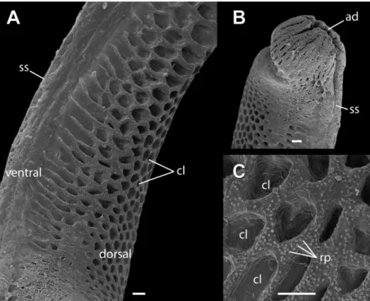 Fig 4. Adult hemipenis of Tropidurus torquatus under SEM analysis. (A) calyces, (B) apical disc and (C) reduced papilla