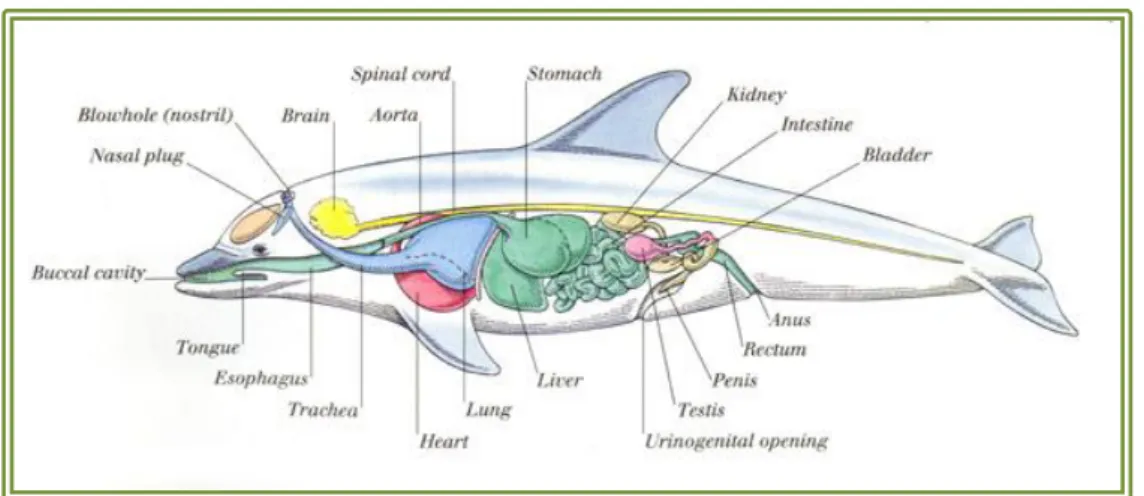 Figure 2 – Anatomy of the bottlenose dolphin, adapted from www.imms.org 