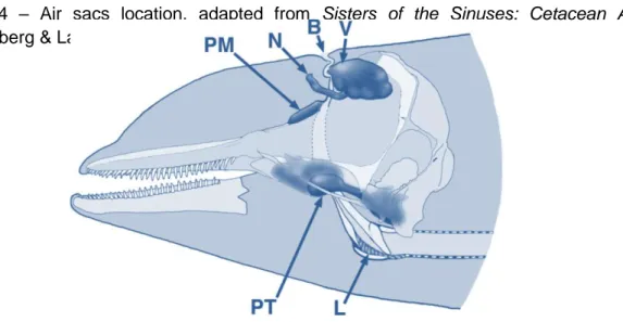 Figure  4  –  Air  sacs  location,  adapted  from  Sisters  of  the  Sinuses:  Cetacean  Air  Sacs  (Reidenberg &amp; Laitman, 2008)