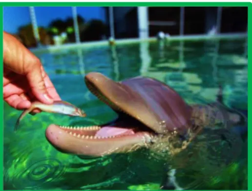 Figure 6 – Bottlenose dolphin being fed, adapted from: Getty, J. (2012) 