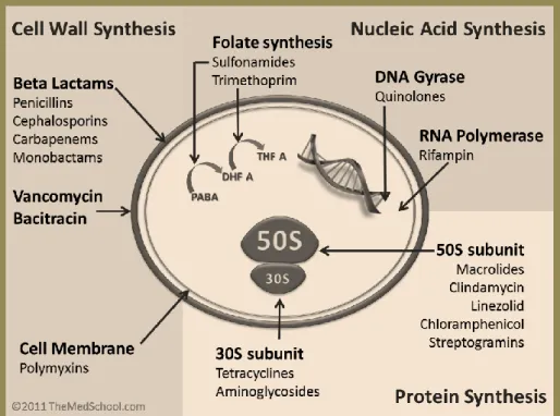 Figure 7 – Mechanisms of action of the antibiotic families, adapted from: Johnson, K. (2011) 