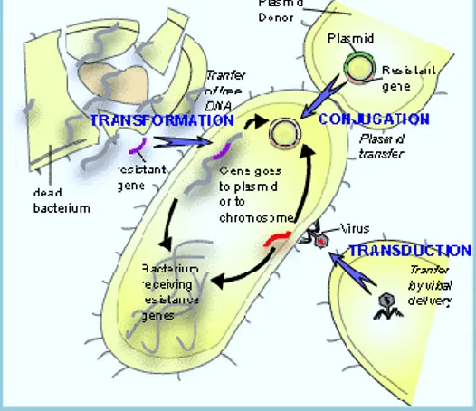 Figure 8 – Mechanisms of horizontal resistance gene transfer, adapted from Wang, J. (2006) 