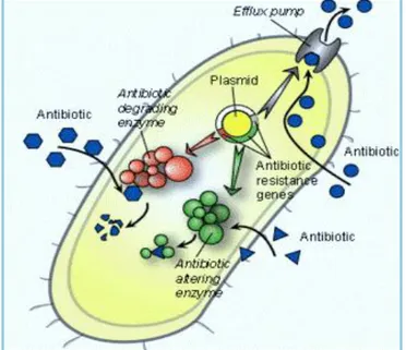 Figure 9 – Biological resistance mechanisms of bacteria, adapted from Wang, J. (2006) 