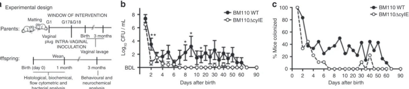 Fig. 1 Vaginal GBS colonisation of female mice. a A schematic illustration of the colonisation model is shown