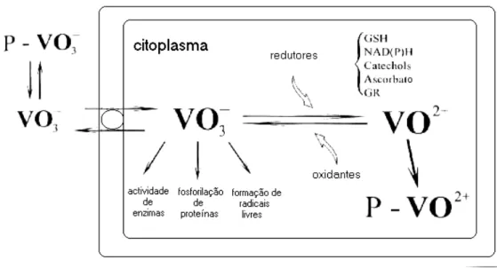 Figura I.4 – Transporte de vanádio para a célula e o seus efeitos nos processos  intracelulares
