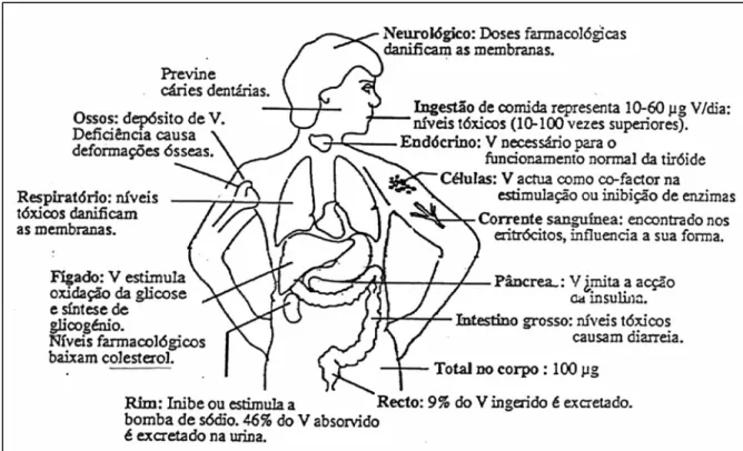 Figura I.5 – Diversos efeitos fisiológicos do vanádio (Aureliano, 1995). 