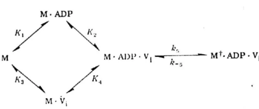 Figura I.12 – Mecanismo de formação do complexo estável de vanadato. A formação de  M-ADP-Vi é rápida e reversível mas a isomerização é essencialmente irreversível,  formando um complexo estável M ✝ -ADP-Vi (Goodno, 1982)