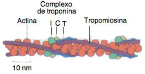 Figura 1.5 – Modelo estrutural dos filamentos de F-actina, contendo a tropomiosina e o complexo de troponina (I, C  e T) (Adaptado de Susana Ramos, 2005 [J])