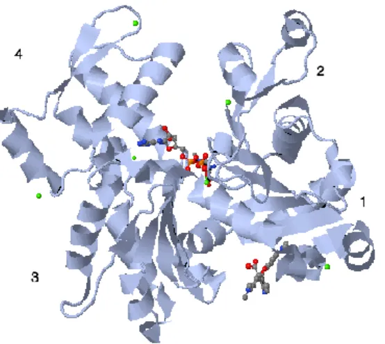 Figura 1.6 – Estrutura do monómero de actina. Encontram-se representados os subdomínios 1 a 4 e, a vermelho, a  molécula de ATP junto do respectivo local de ligação (Protein Data Bank ID: 1j6z) 