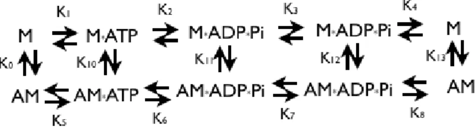 Figura 1.8 – Esquema cinético da hidrólise de ATP pela miosina (Adaptado de Sellers, 1999 [A])