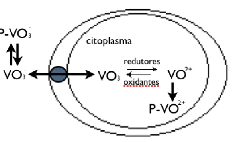 Figura  1.10  –  Transporte  de  vanádio  para  a  céluka  e  seu  subsequente  metabolismo  (P=Proteína)  (Adaptado  de  Zaporowska e Scibor, 1998)
