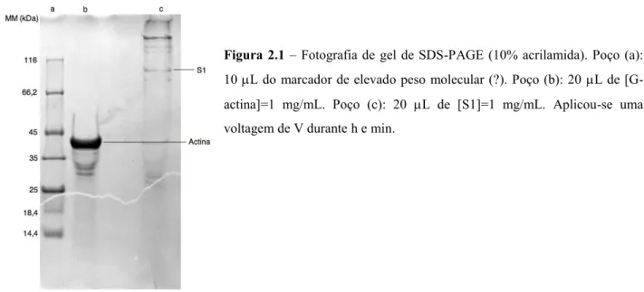 Figura 2.1 – Fotografia de  gel de SDS-PAGE (10% acrilamida). Poço (a): 