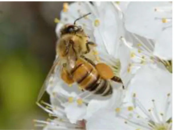 Figura 3 – Pólen transportado nas patas da abelha 