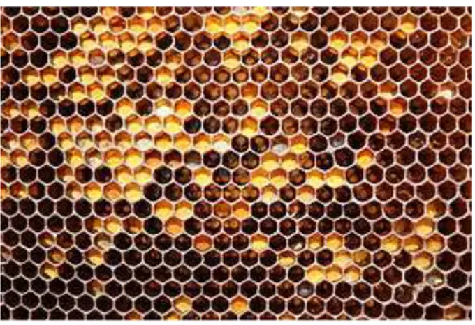 Figura 4 - Favo com conteúdo de coloração amarela, indicando o “pão de  abelha” 