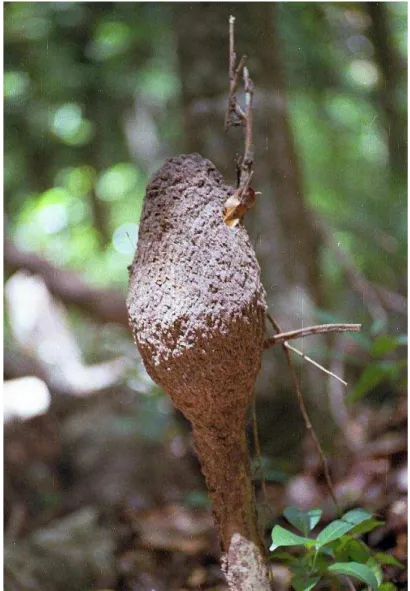 Figura 1.7. Ninho de Microcerotermes exiguus, com cerca de 1,3 dm 3 , construído sobre um toco  de um arbusto