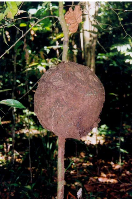 Figura  1.8.  Ninho  de  Nasutitermes  ephratae,  com  cerca  de  42  dm 3 ,  preso  a  um  arbusto  a  uma  altura  de  1,2  m  para  o  solo