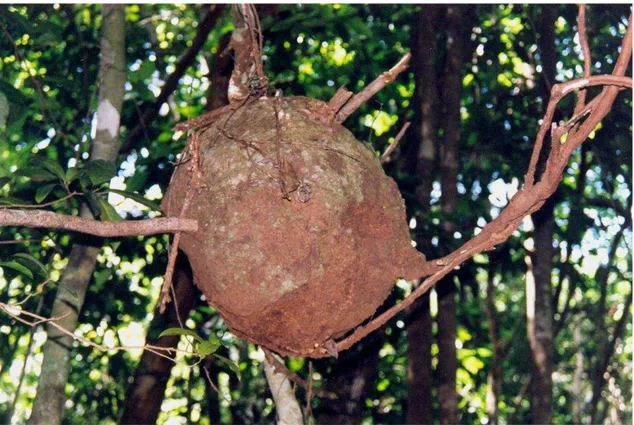 Figura 1.14. Ninho de Nasutitermes sp., com cerca de 38 dm 3 , construído preso a lianas a uma  altura de 4 metros para o solo