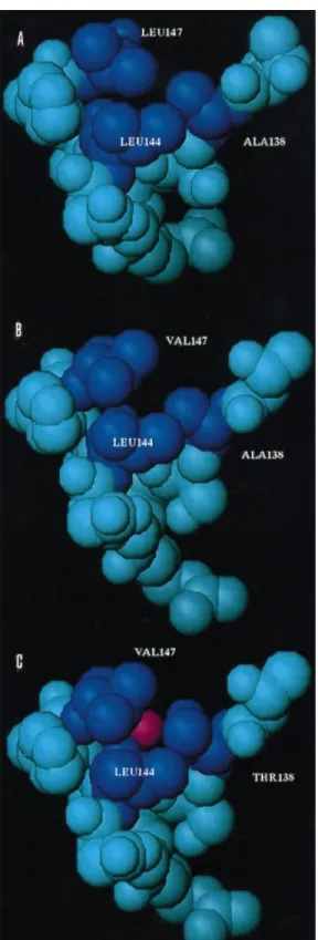 Fig. 3. Space-filling representation of the three peptide models A15-C- A15-C-S8c1 (A), A15-C-S8/LV (B) and A15-C-S30 (C)