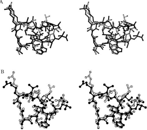 Fig. 4. (A) Stereo view of the superposition of the A15-C-S8c1 (filled), A15-C-S8/LV (shaded) and A15-C-S30 (open) peptides corresponding to the averaged conformations calculated in 300 ps of MD simulations of the corresponding
