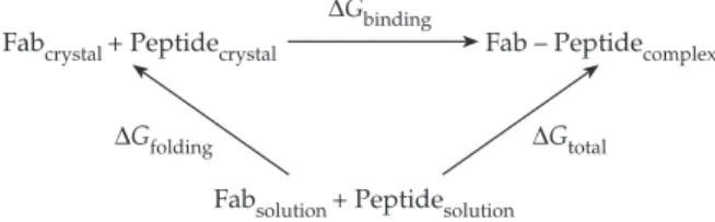 Fig. 5. A simplified thermodynamic cycle of a Fab interacting with an antigenic peptide can be described as a two-step process