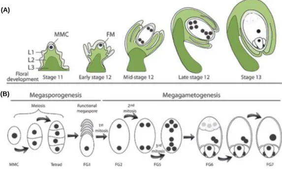 Figure 2. Ovule and female gametophyte development are synchronized in A. thaliana. (A) Integument initiation occurs  in parallel with megasporogenesis (stage 11)