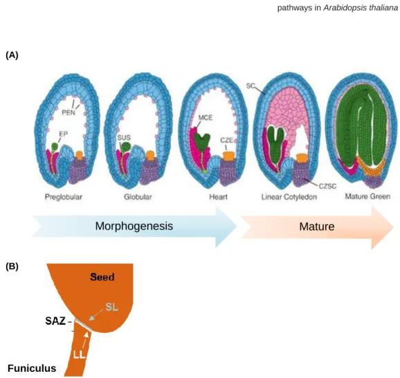 Figure  3.  Schematic  representation  of  A.  thaliana  seed  development.  (A)  Representation  of  seed  subregions  in  Arabidopsis  from  the  preglobular  to  mature  green  stages  of  development