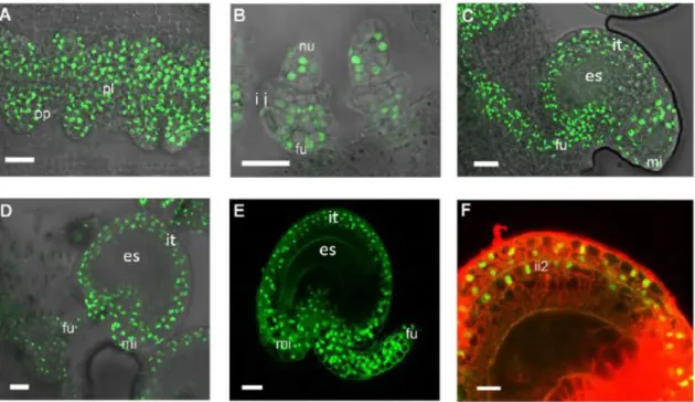 Figure 4. Confocal laser-scanning images of pSTK:STK-GFP  expression patterns during ovule and seed development