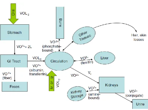 Figure I.2.  Schematic model of absorption, distribution, metabolism and excretion of vanadium  compounds of the general form VOL 2  [63]