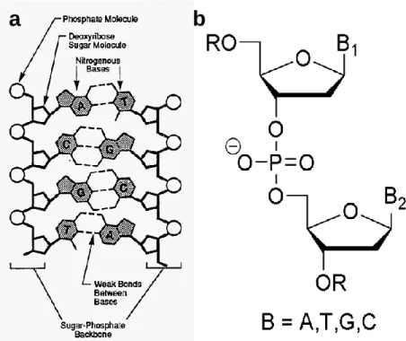Figure I.9. Schematic structure (a) and chemical composition of DNA (b). 