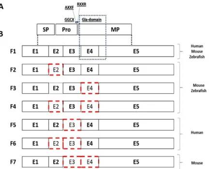 Figure  1.4  -  GRP  protein structure  and  splice  variants.  A)  Protein  structure  of GRP