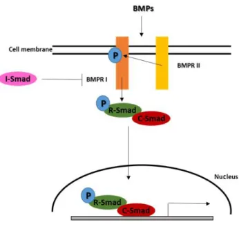 Figure  1.5  - Bone  morphogenetic  proteins  (BMPs)  signalling.  BMPs  binds  to  type I  receptor  (BMPR  I)  that became phosphorylated by type II receptor (BMPR II) which recruits Smads