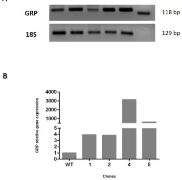 Figure  4.1  -  Gene  expression  levels  of HEK293T  clones  overexpressing GRP. Expression  levels  of GRP  gene in HEK293T stable clones (numbered 1-5) were obtained by (A) RT-PCR and quantified by (B) qPCR; 