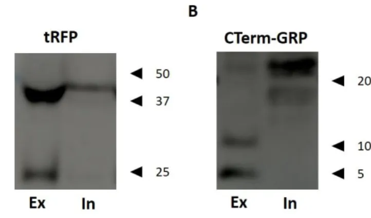 Figure 4.2 - Analysis of GRP protein levels in transiently transfected HEK293T cells. HEK293T cells were  transiently transfected with pmKate2-N-GRP or pmKate2-C-GRP plasmids and conditioned extracellular  (Ex) and intracellular (In) media were analysed by