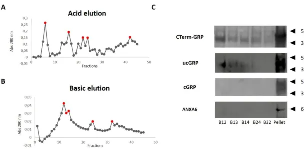 Figure  4.3  -  GRP-mKate2  purification  through  affinity  chromatography.  Conditioned  media  from  HEK293T cells transfected with pmkate2-N-GRP was collected and fractioned through an affinity column  with  CTerm-GRP  antibody