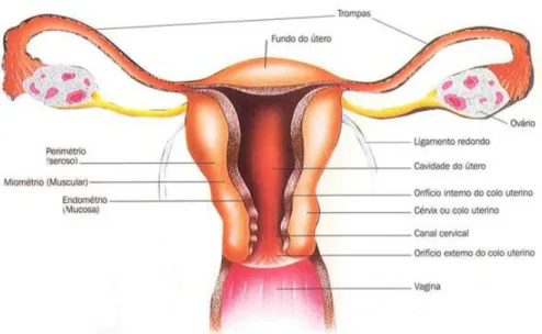 Figura 2.1 – Órgãos reprodutivos internos femininos (visão posterior). Adaptado de  10 
