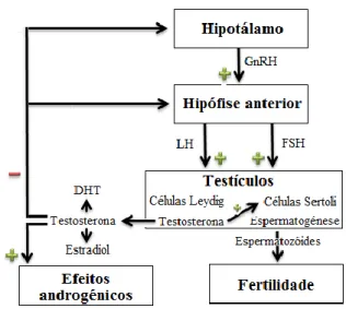 Figura 3.1 – Mecanismo endócrino que controla a função testicular. Adaptado de  21 . 