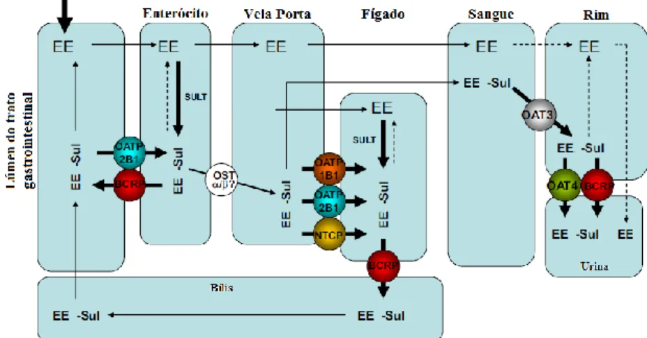 Figura 4.4 – Disposição do EE após administração oral e transporte de EE-Sul. 