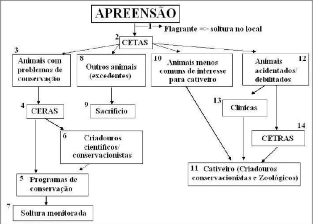 Figura  1.  Fluxograma  de  decisões  proposta  pela  Sociedade  Brasileira  de  Ornitologia  em 2006