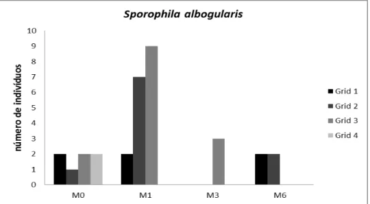 Figura  4.  Indivíduos  de  S.  albogularis  observados  nos  quatro  grids  monitorados  nos  municípios de Passagem e Quixaba, na Paraíba