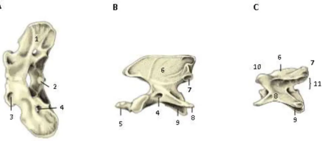 Figura  1:  Vértebras  cervicais,  extremidade  cranial  à  esquerda.  A.  Atlas,  plano  coronal