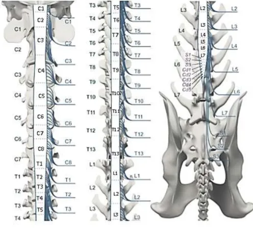 Figura 7: Relação topográfica dos segmentos da medula espinhal e dos níveis vertebrais da  região cervical, torácica e lombar do cão (adaptado de Dewey &amp; da Costa, 2016)